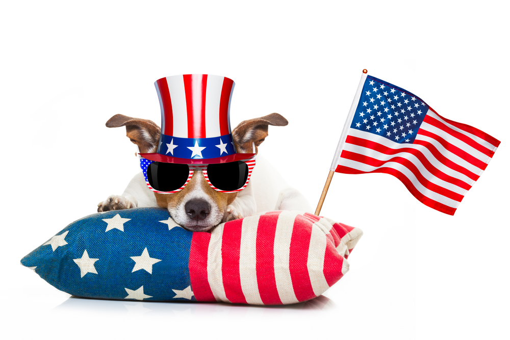 jack russell dog celebrating 4th of july independence day holidays with american flag and sunglasses, isolated on white background